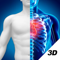 3D人体解剖图