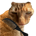 给猫梳毛