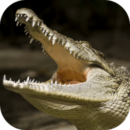 Crocodile Simulator 3D
