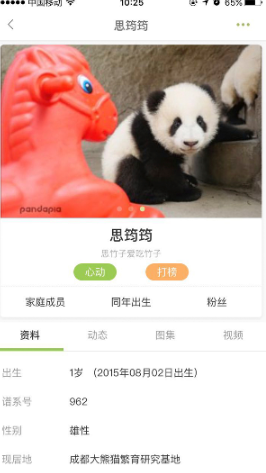 pandapia熊猫派 pandapia熊猫派