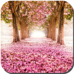 樱花树下3d动态手机壁纸