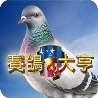 賽鴿