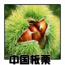 中国板栗