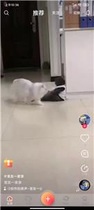 宠友社交平台 宠友社交平台