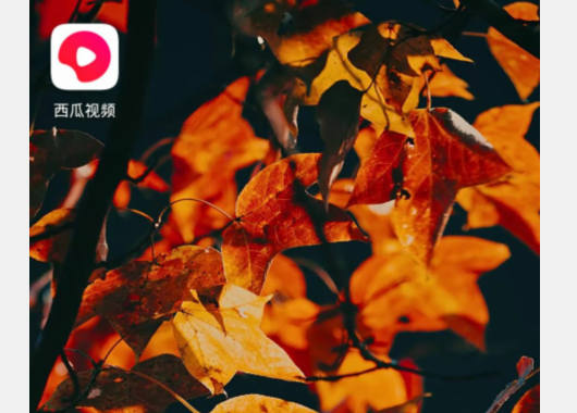 西瓜视频免费追剧