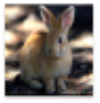 猫咪Cats动物叫声