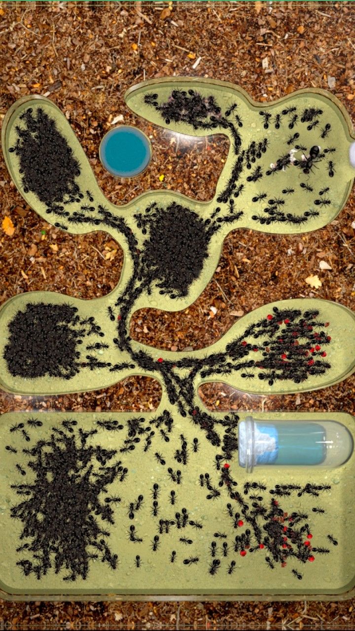 蚂蚁农场 蚂蚁农场