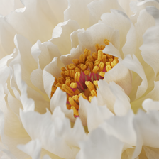 花园漫步壁纸app免费版下载