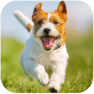 Parsons Dog Simulator帕森斯犬模拟器