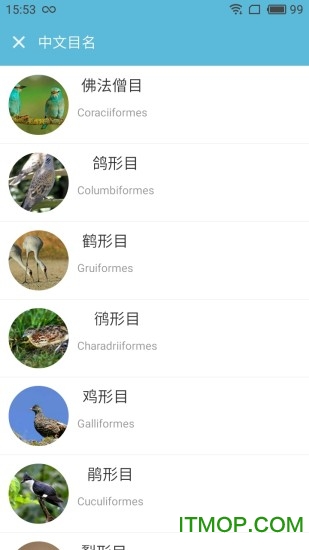 画眉鸟叫声大全