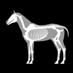 3D马匹解剖(3D Horse Anatomy Software)