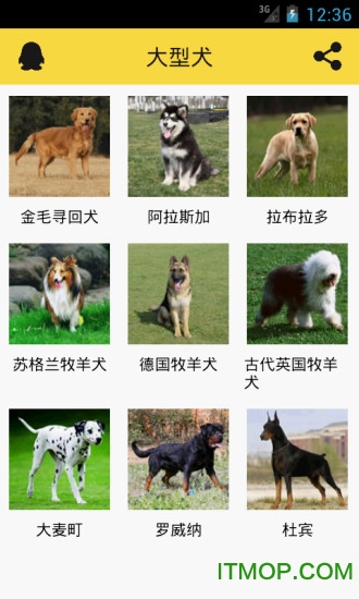 宠物狗狗助手 宠物狗狗助手