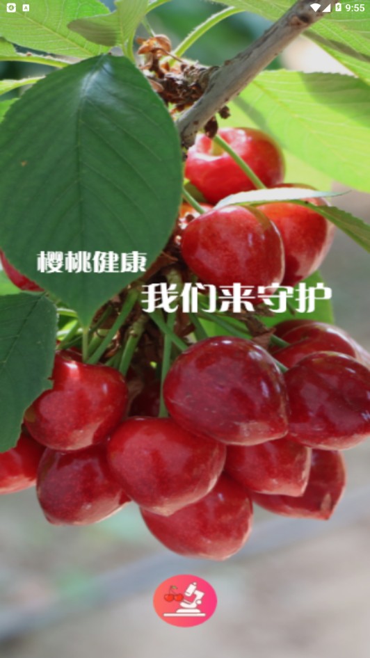 樱桃医生 樱桃医生