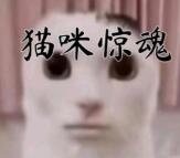 猫咪惊魂夜