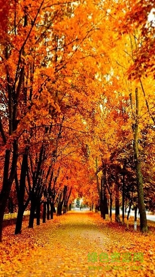 全局透明壁纸苹果版app