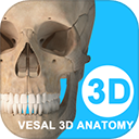 维萨里3D解剖
