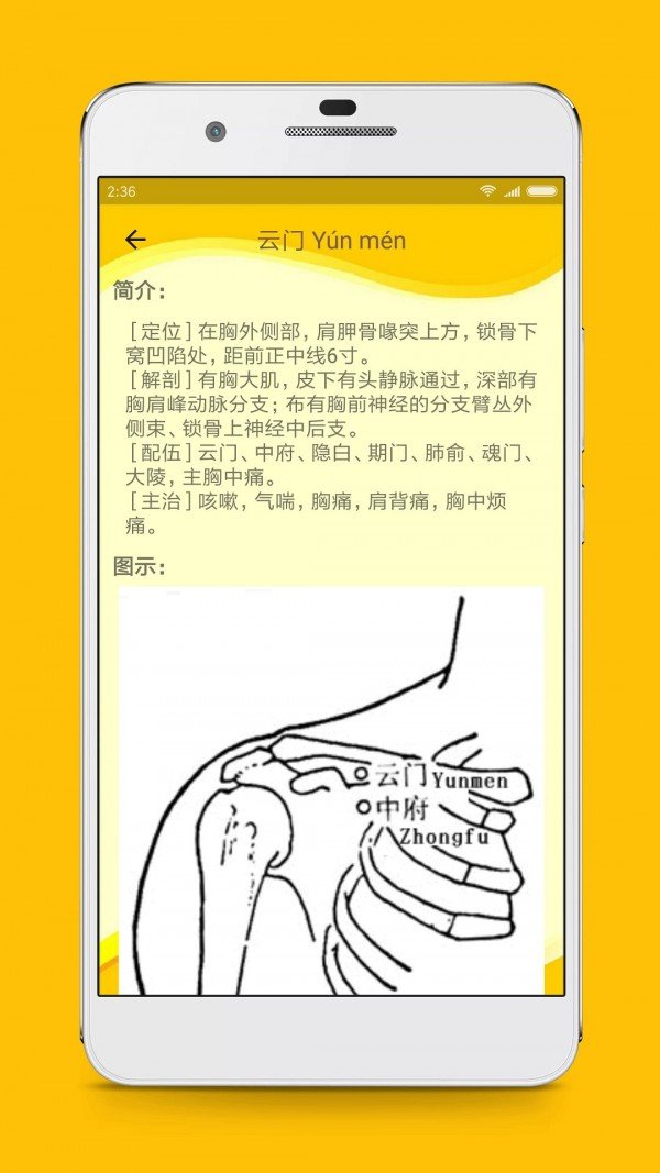 人体穴位图解 人体穴位图解