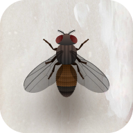 猫咪玩具游戏(catalone)